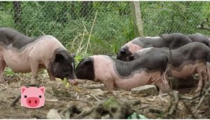 Hiệu quả kinh tế khi nuôi lợn móng cái