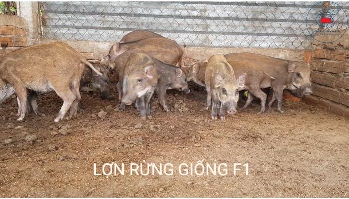 Chăn nuôi lợn rừng lai F1 được đánh giá hiệu quả kinh tế cao hơn hẳn giống lợn nội địa