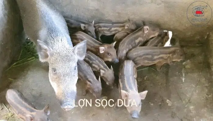 10 loại giống lợn (giống heo) năng suất, hiệu quả kinh tế cao 21 Nuôi lợn sọc dưa mô hình thả vườn truyền thống