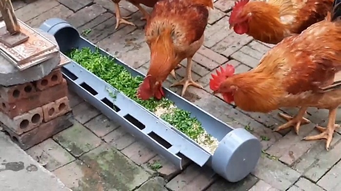 Máng ăn cho gà bằng ống nhựa PVC