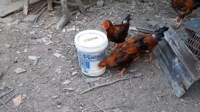 Hình ảnh máng ăn cho gà tự chế bằng thùng sơn