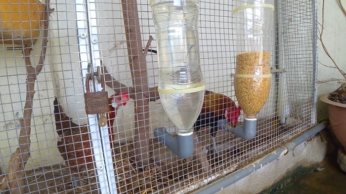 Máng ăn tự chế tại nhà cho gà ăn
