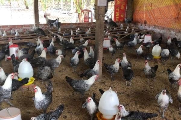 Mô hình nuôi gà Ai Cập đẻ trứng thả vườn