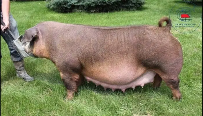 Nái đẻ Duroc 