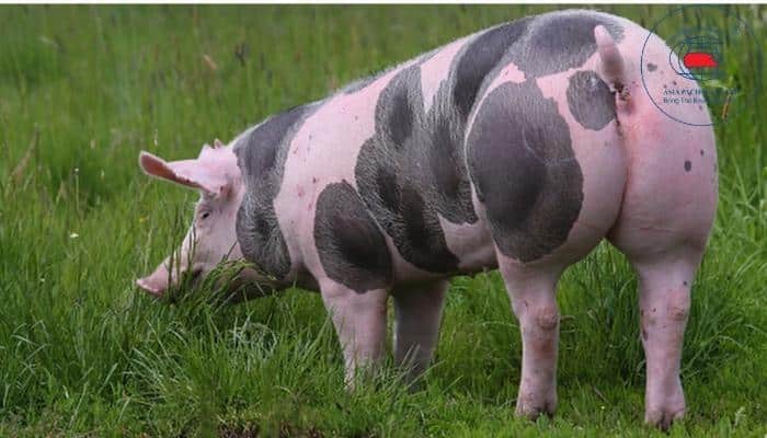 Ngoại hình của một chú lợn Hình ảnh lợn Piétrain ở Đan Mạch