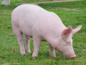 Ngoại hình lợn Yorkshire