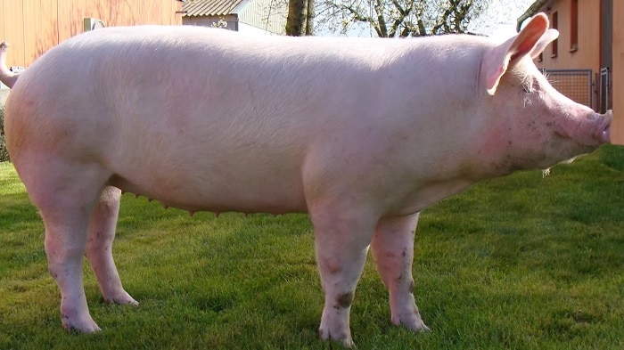 Hướng sản xuất của lợn Yorkshire là nuôi lấy thịt