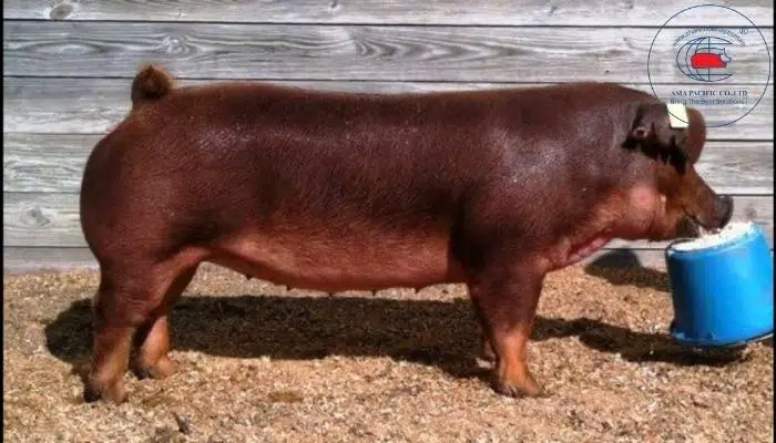 Lợn Duroc ăn uống dễ chịu