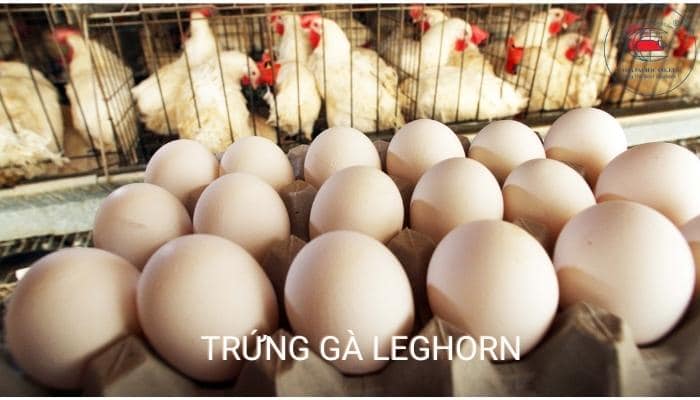 Trứng gà Leghorn