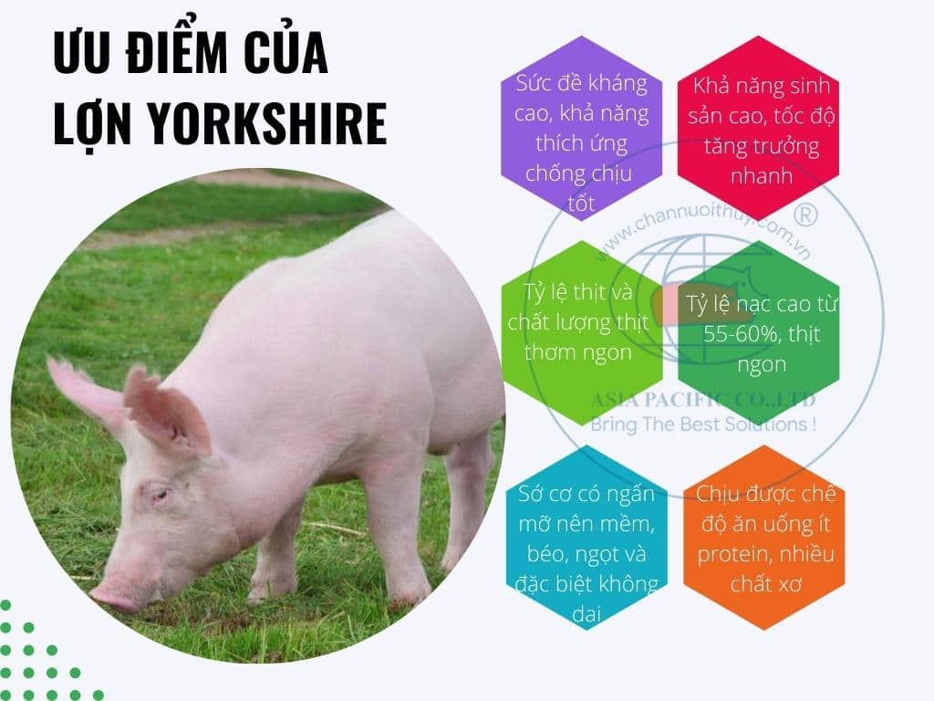 ưu điểm Lợn Yorkshire