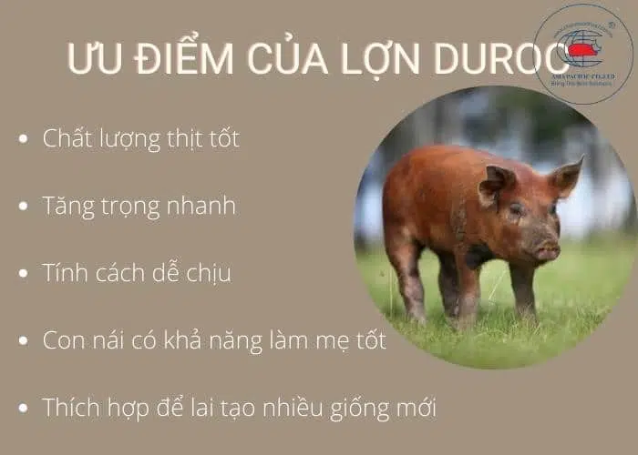 Ưu điểm của lợn Duroc