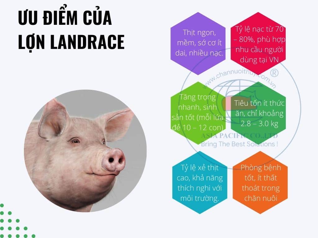 Ưu điểm của lợn Landrace