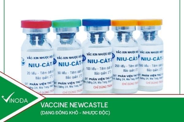 Vaccine Newcastle Cho Gà