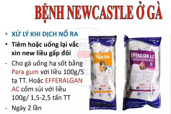 xử lý khi dịch Newcastle nổ ra