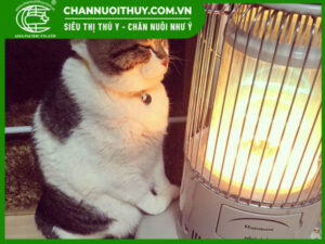 Top 4 sản phẩm đèn sưởi hồng ngoại cho chó mèo thú cưng