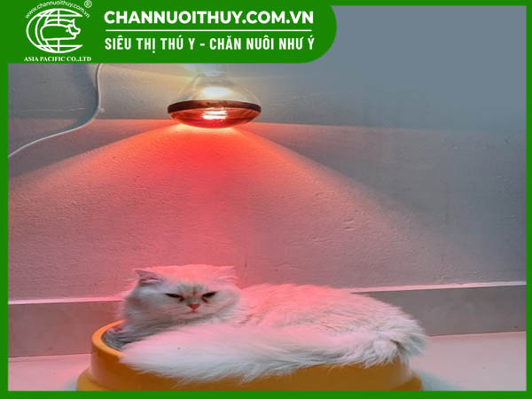 Đơn vị cung cấp đèn sưởi hồng ngoại sưởi ấm cho chó mèo thú cưng giá rẻ chất lượng
