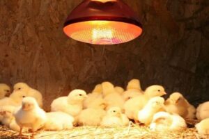 Cách úm gà con mùa đông bằng đèn sưởi ấm cho gà con 