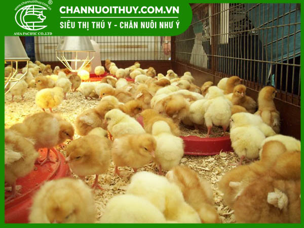 Đơn vị cung cấp thi công máng ăn cho gà tự động chất lượng