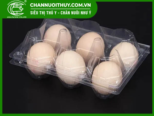 Các loại vỉ trứng nhựa trên thị trường 