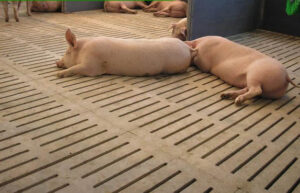 Sàn lợn đẻ bằng xi măng truyền thống