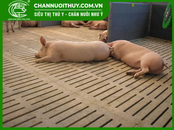 Thức ăn cho heo nái mang thai 14 Ưu khuyết điểm của các loại sàn nái đẻ thông dụng hiện nay