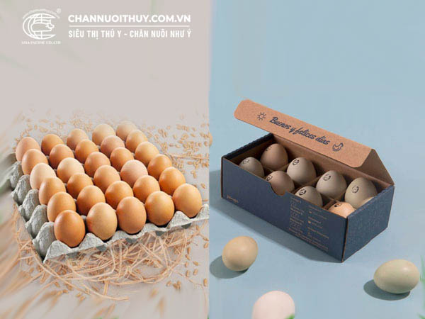 Mua hộp đựng trứng, vỉ đựng trứng và cách phân biệt