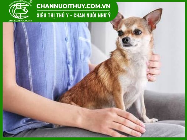 Hướng dẫn cắt đuôi chó Chihuahua an toàn tại nhà