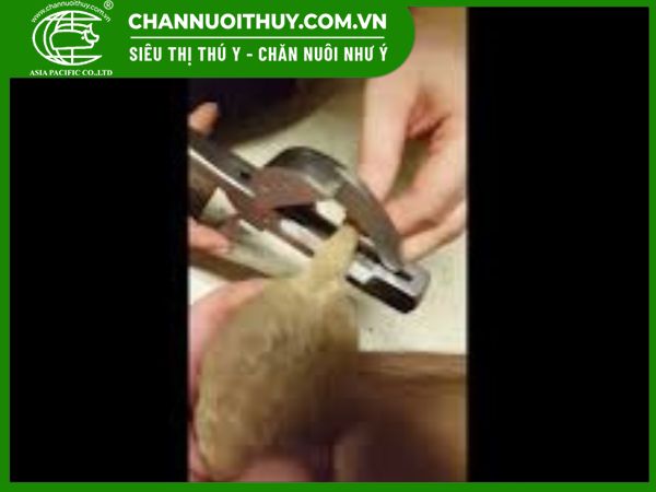 Kỹ thuật cắt đuôi khi chó Chihuahua bằng kềm cắt đuôi
