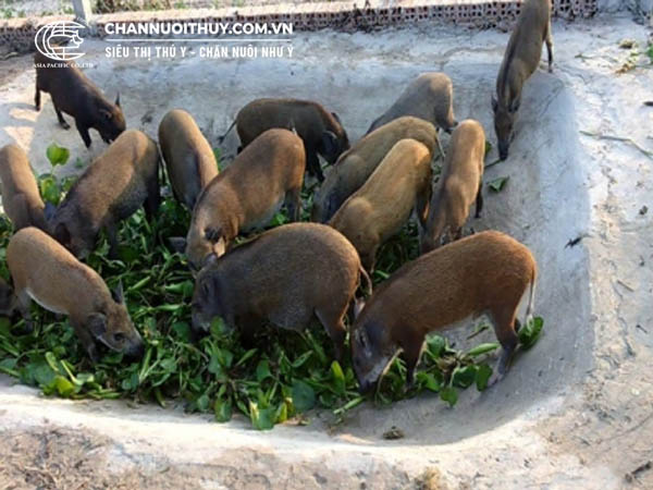 Cách ủ thức ăn cho lợn rừng
