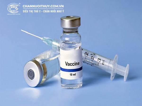 Vắc xin là gì? Tác dụng phòng bệnh của vắcxin trong chăn nuôi