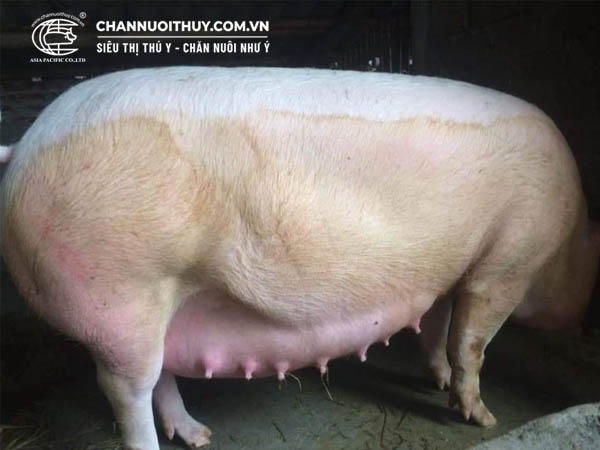 Kỹ thuật nuôi lợn nái sinh sản trong giai đoạn lợn mang thai