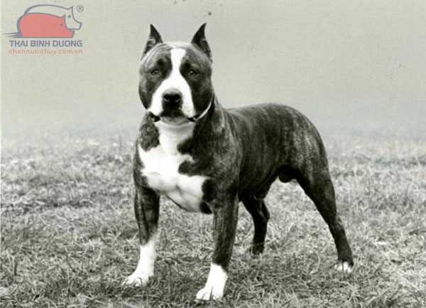 American-Staffordshire-Terrier