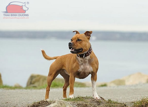 Staffordshire-Bull-Terrier