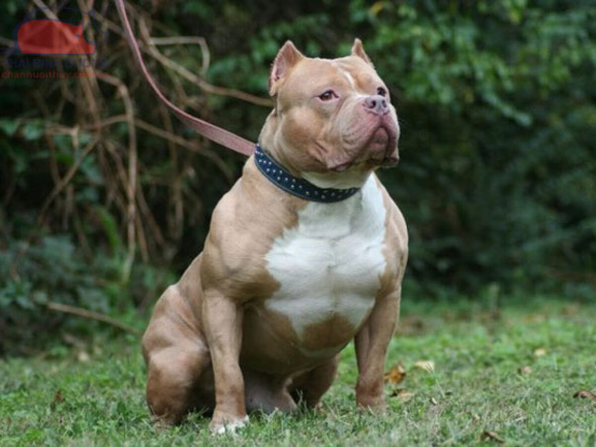 Chó Pitbull: chi tiết về nguồn gốc, phân loại, đặc điểm và cách nuôi