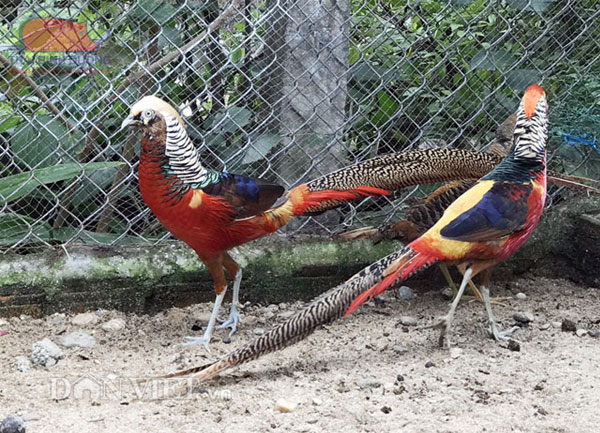 Chim trĩ đỏ khoang cổ giống-Trang Trại Vườn Chim Việt