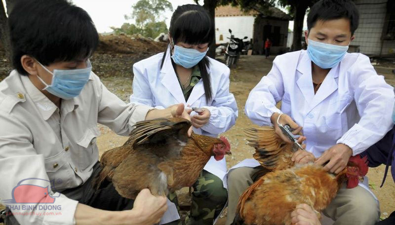 lịch tiêm vaccin cho gà
