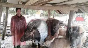 chong ret cho trau bo