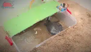 máy ấp trứng cua đinh