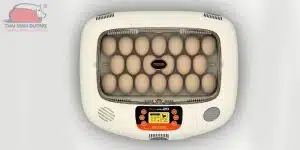 may-ap-trung ga-han-quoc