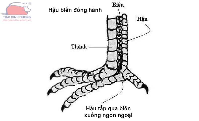 vay-ga-choi