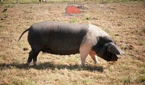 lợn Hampshire