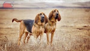 Chó Bloodhound