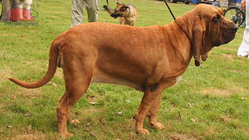 Chó Bloodhound