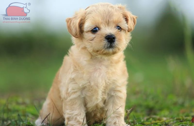 Chó Pomapoo - Chó Phốc Sóc Lai Poodle