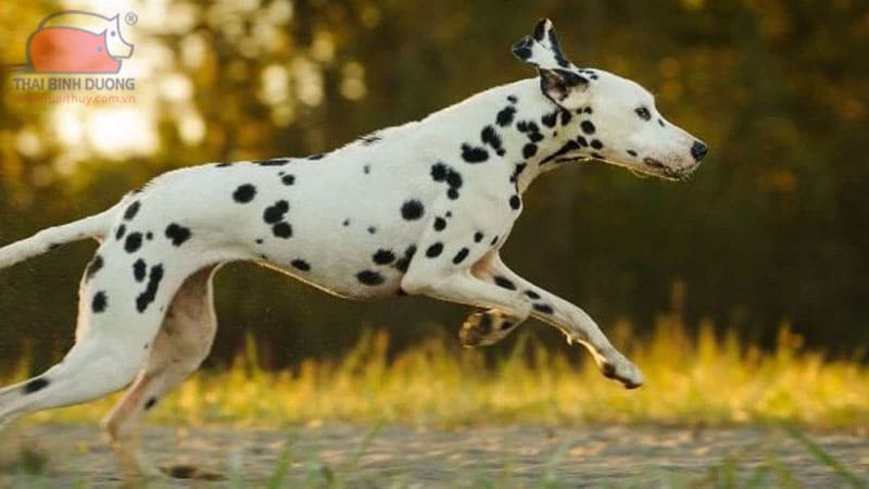 Chó đốm Dalmatian