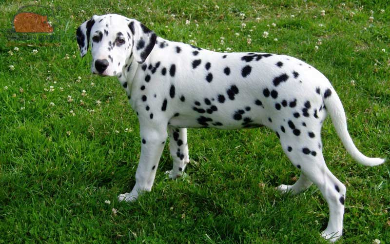 Chó đốm Dalmatian