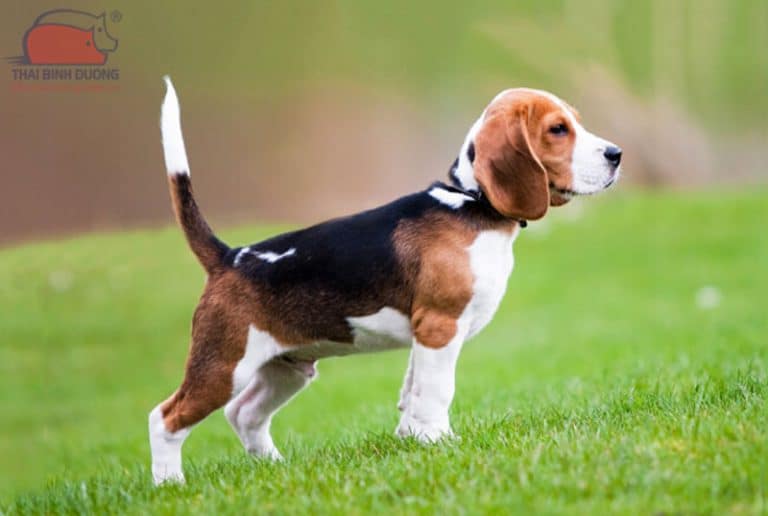 Chó săn thỏ Beagle: Nguồn gốc, đặc điểm và giá bán