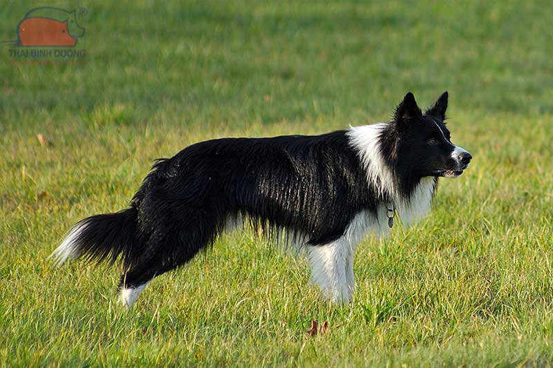 Chó chăn cừu Border Collie