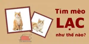 Cách tìm mèo lạc đi về nhà