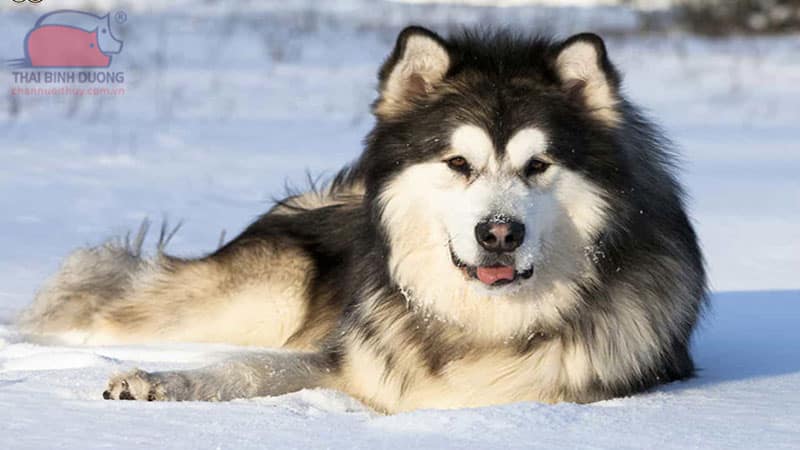 Tìm hiểu về giống chó Alaska Malamute và những điều thú vị